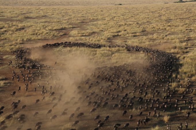 great-wildebeest-migration-from-the-hot-air-balloon
