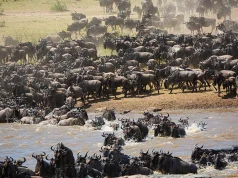 Africa’s Wildebeest Migration Made Simple