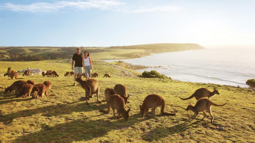 kangaroo island tour from melbourne