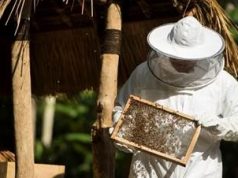 Four Seasons Beekeeper-Chef Produces ‘Wild Sayan Honey’ Through Indonesia’s First Bee Conservation Program