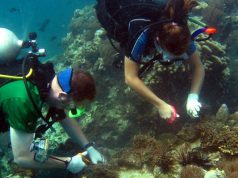 Project Abroad answers call to curb effects of coral bleaching Marine Conservation Project in Thailand