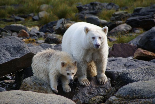 Great Bear Rainforest