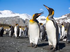 25 Years of Antarctic Exploration Holidays – Aurora Expeditions Kind Penguins_South Georgia_Michael Baynes