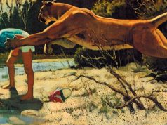 Travelers Take Heed: Wildlife Poses Dangers For Those Unaware