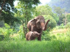 Your Guide to Thailand Visas: Everything You Need to Know Elephant mother and baby in forest Thailand