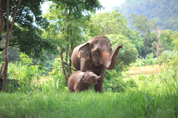 Elephant mother and baby in forest Thailand
