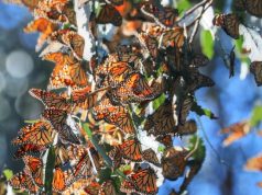 Five Distinctive South Coast Adventures along the CA Highway 1 Discovery Route in the Central Coast Highway 1 Discovery Route