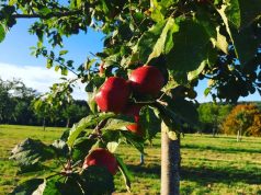 5 Normandy Food Festivals to Feast on This Autumn