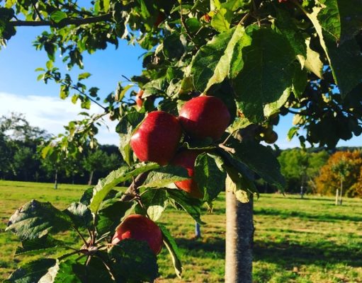 5 Normandy Food Festivals to Feast on This Autumn