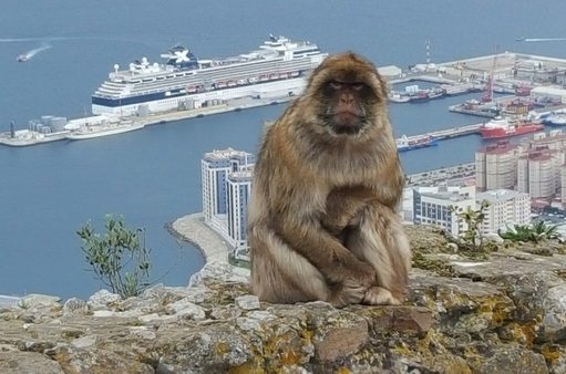 Cruise Captains Reveal Favourite European Ports, Hottest Travel Tips Monkey in Gibraltar