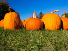 10 Things to Do in Minnesota This Fall pumpkin-patch