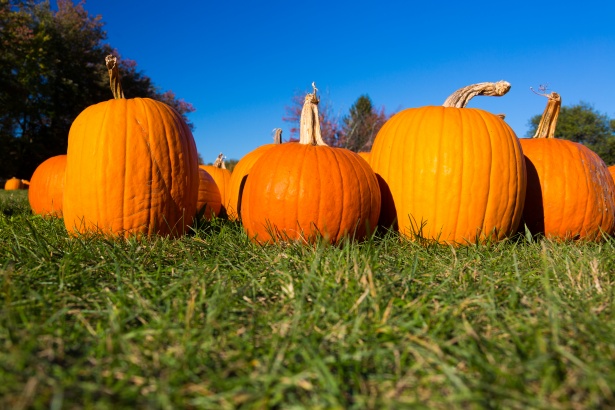 pumpkin-patch