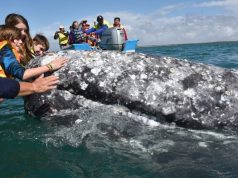 Grey Whales, Humpback Whales, Blue Whales, Whale Sharks and Pilot Whales all found in the Sea of Cortez! La Paz whales