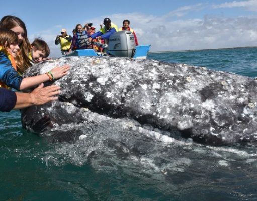 Grey Whales, Humpback Whales, Blue Whales, Whale Sharks and Pilot Whales all found in the Sea of Cortez! La Paz whales