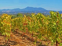 Sonoma County is open for visitors Sonoma County wine country