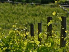 Adventure awaits at Magnolia Hotel & Spa with Curated Journeys for fall winery tours