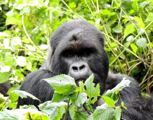 5 African Destinations That Are Trending for 2018 African Destinations - Gorilla