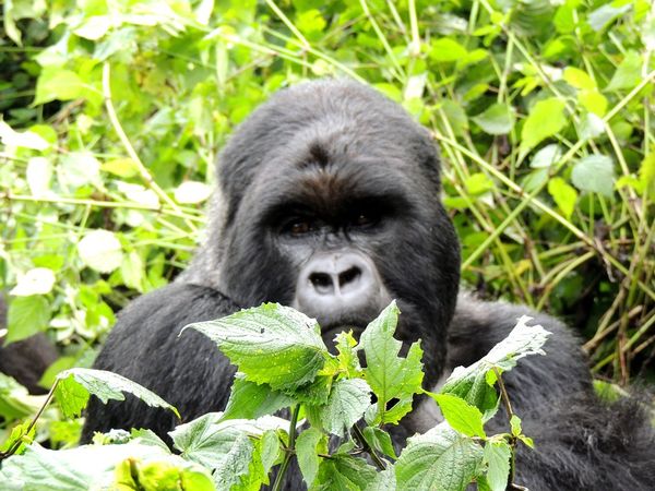 African Destinations - Gorilla