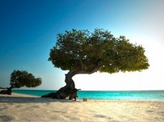 Putting You in the Picture With Aruba Art Scene Dutch Caribbean island of Aruba