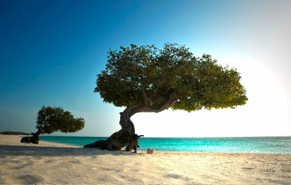 Dutch Caribbean island of Aruba