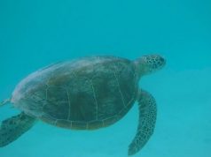 Say G’day to the Great 8