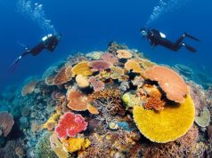 Celebrate the Year of the Great Barrier Reef Great Barrier Reef