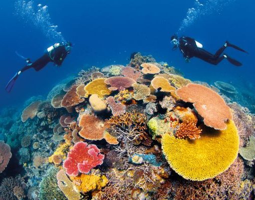 Celebrate the Year of the Great Barrier Reef Great Barrier Reef