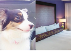 OPUS Hotel Vancouver launches Perfect Day itineraries – Secrets of the city unveiled by five OPUS muses