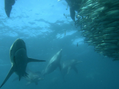 Dive Into Durban During the Sardine Run