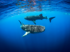 Whale Sharks’ Arrival Sparks Excitement for 2018 Season
