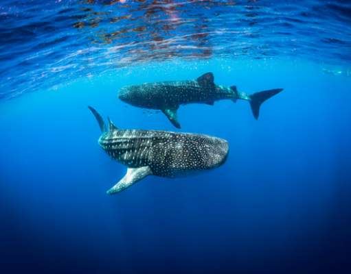 Whale Sharks’ Arrival Sparks Excitement for 2018 Season