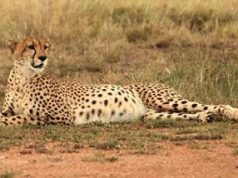 A roaring good safari at Mahali Mzuri