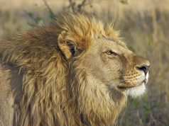 The TreadRight Foundation Celebrates World Wildlife Day with New Partnership with the Wildlife Conservation Society Lion