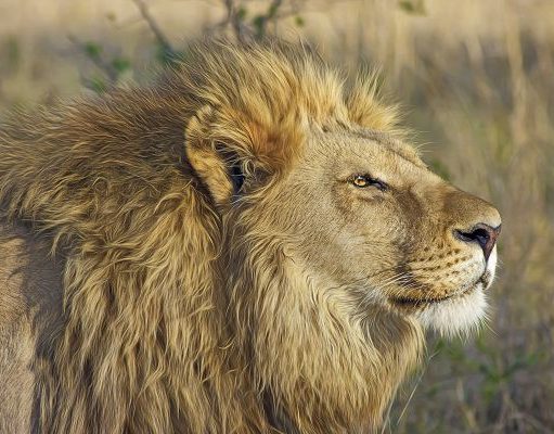 The TreadRight Foundation Celebrates World Wildlife Day with New Partnership with the Wildlife Conservation Society Lion