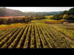 Sonoma County is Open and Welcomes You