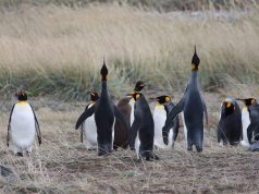 Celebrate World Penguin Day with Australis