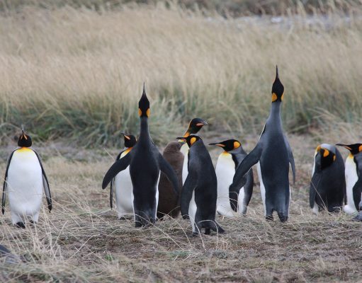 Celebrate World Penguin Day with Australis