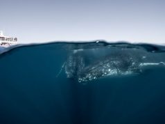 Whale I Never! Quirky Facts About Humpbacks Revealed