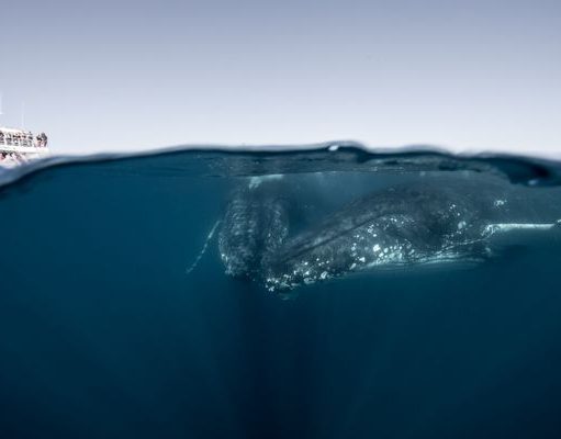 Whale I Never! Quirky Facts About Humpbacks Revealed