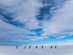 Visit the Most Remote Destination on the Planet on a Chimu Cruise to East Antarctica Penguins in Commonwealth Bay