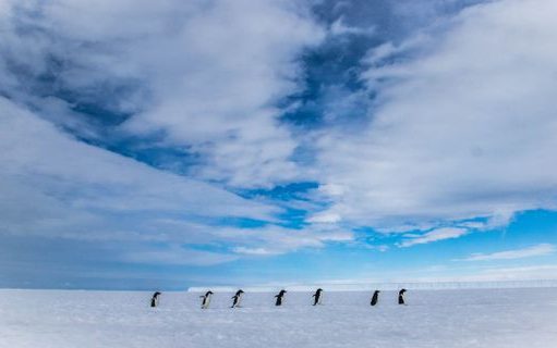 Visit the Most Remote Destination on the Planet on a Chimu Cruise to East Antarctica Penguins in Commonwealth Bay