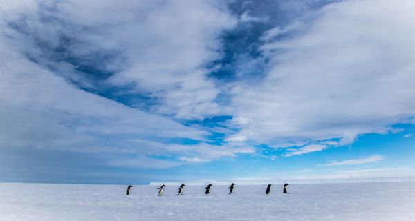 Penguins in Commonwealth Bay