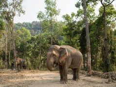 Thai elephant camp is pioneering elephant-friendly tourism in Thailand