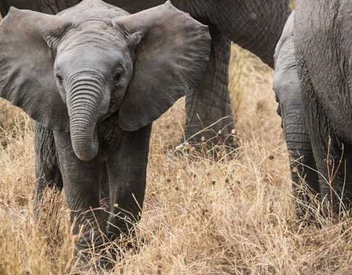 7 Unforgettable Wildlife Adventures in Africa