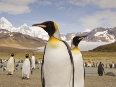 Celebrate the Oceans of the Polar Regions on a Chimu Exclusive Cruise