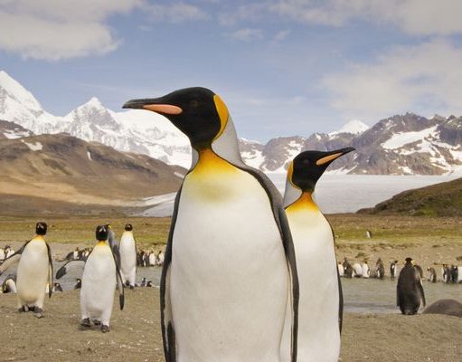 Celebrate the Oceans of the Polar Regions on a Chimu Exclusive Cruise