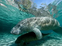 Animal Encounters in Florida: 9 Wildlife Experiences Beyond the Zoo Manatees Underwater in Clear Blue Water, Florida
