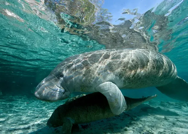 Manatees Underwater in Clear Blue Water, Florida