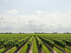 Ontario prepares to host 62 wineries from 10 countries in Niagara this July