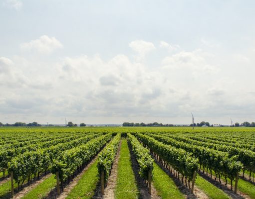 Ontario prepares to host 62 wineries from 10 countries in Niagara this July